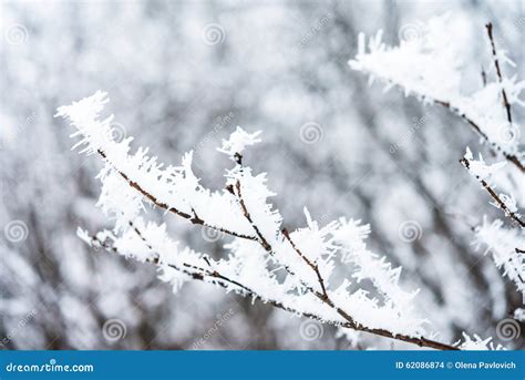 Ice Crystals On Tree Branches Stock Photo Image Of Nature Vintage