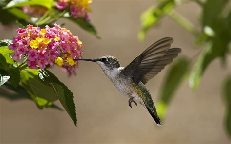 Hummingbird Full Hd Wallpaper And Background Image 2560x1600 Id424306
