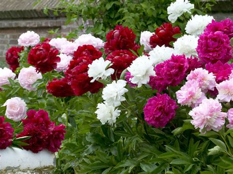 how to grow and care for peonies planting peonies growing peonies bulb flowers