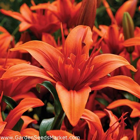 Double Asiatic Lily Red Twin Garden Seeds Market Free Shipping