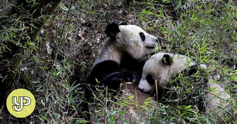 Giant Pandas No Longer Considered ‘endangered In China Officials Say