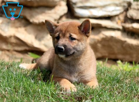 Price sourced from 39 markets (0.163 seconds). Marshal | Shiba Inu Puppy For Sale | Keystone Puppies