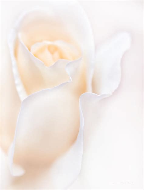 Breathless Peach Rose Flower Photograph By Jennie Marie Schell Pixels