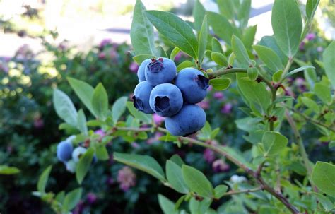 Bluecrisp Blueberry Plants Southern Highbush Blueberries