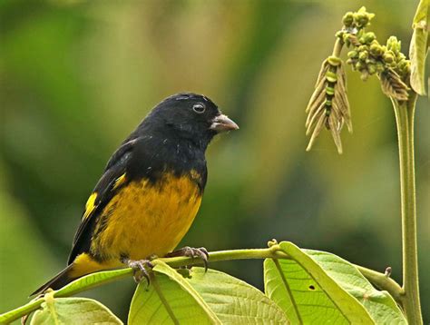 Yellow Bellied Siskin Photo Roger Ahlman Photos At