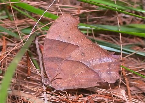 Evening Brown Butterfly Melanitis Leda