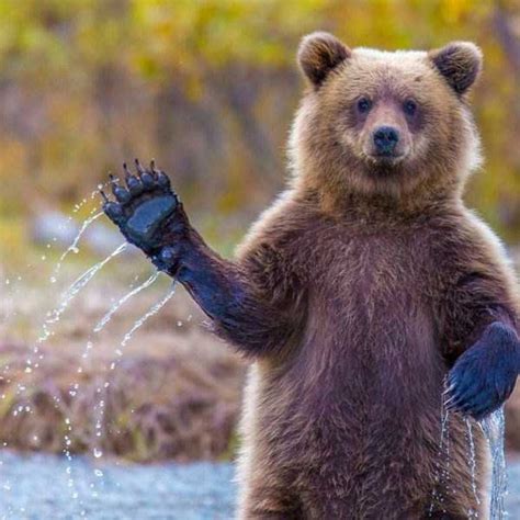 But it's the moments when they tend to behave like us that yield the most amusing results. Bears Trying to Imitate Humans (26 photos) | KLYKER.COM