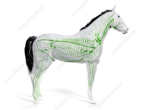 Horse Lymphatic System Illustration Stock Image F0291205