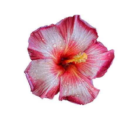 Rose Hibiscus Fleur Isolé Sur Une Transparent Contexte Avec Coupure