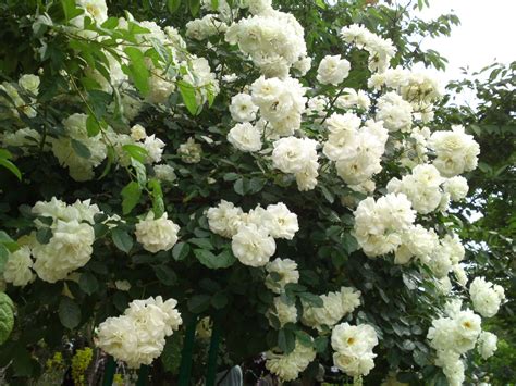 White Climbing Roses Climbing Vines Rose Seeds Heirloom Seeds
