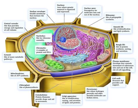 Do Plant Cells Have A Cytoskeleton Percivaljerde