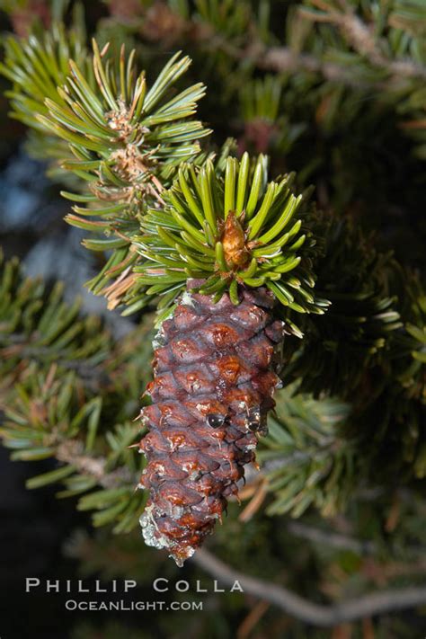Bristlecone Pine Tree Cone Pinus Longaeva White Mountains Inyo
