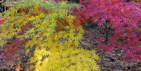 The Gardeners Delight Japanese Maples Great Fall Colors For Shady