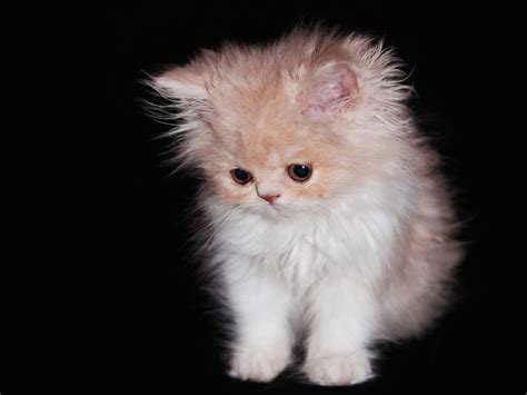 Adorable Furball Kitten Wallpaper Free Kitten Downloads