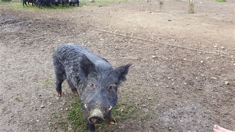 Stus Wild Pig Farm Coromandel Peninsula All You Need To Know