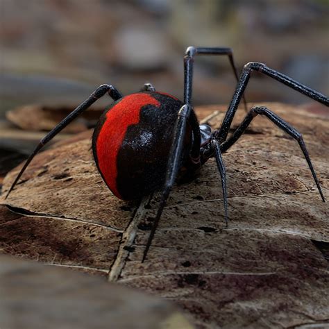 Dangerous And Venomous Spiders In Australia Lifie For Life Lifielk