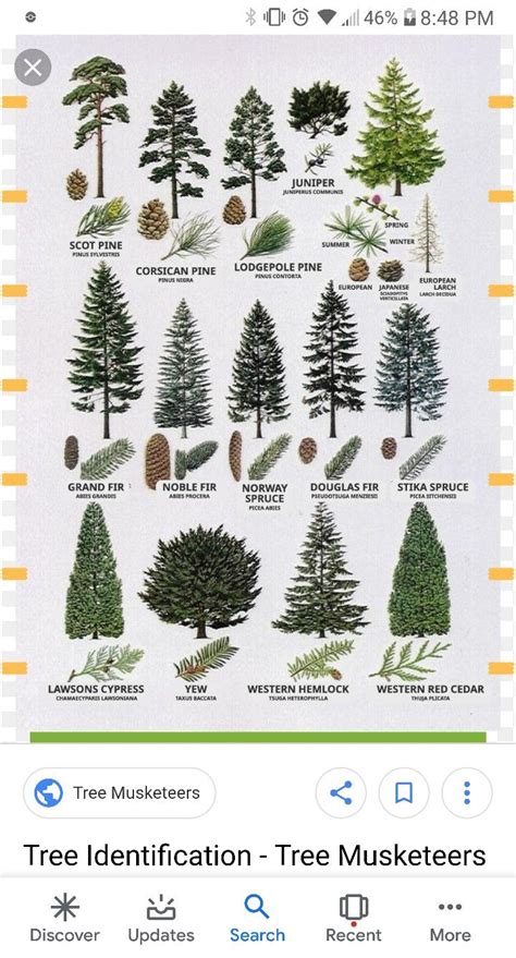 Cedar Tree Bark Identification