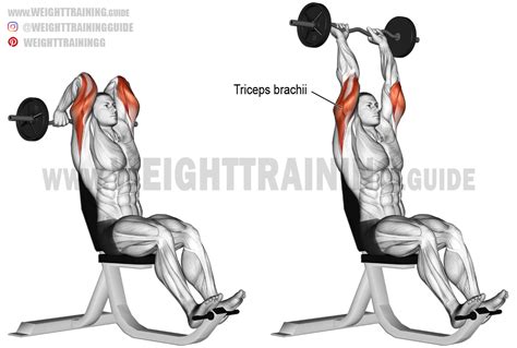 Overhead Ez Bar Triceps Extension Exercise Instructions And Video