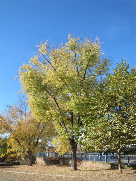 Silver Maple Nuisance Tree Or Landscapers Dream Dengarden