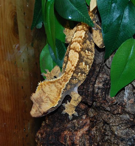 Se England Adult Crested Geckos Reptile Forums