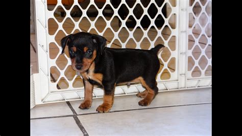 We hope you will find the cutest and adorable puppy here that makes you happy for life. Miniature Pinscher, Puppies, Dogs, For Sale, In Birmingham, Alabama, AL, 19Breeders, Huntsville ...