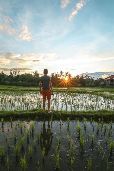 Pemandangan Tanaman Padi Bukit Di Bali Yang Sungguh Menarik