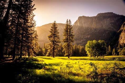 Free Images Landscape Tree Nature Forest Grass Wilderness