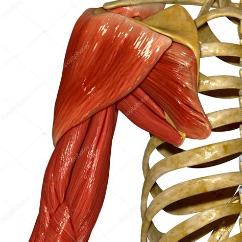 Músculos del hombro anatomía humana 2022