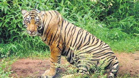 Corbett Tiger Attack Search For Man Dragged Away Still On Some