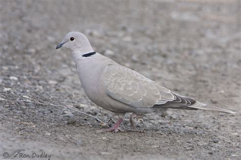 Collared Dove And Mourning Doves
