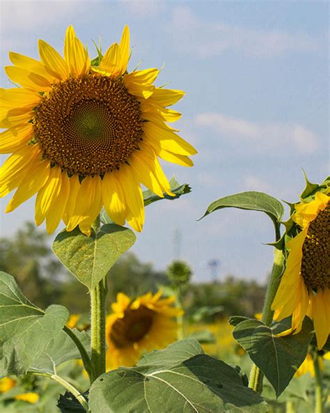 Hybrid Sunflower Missouri Southern Seed