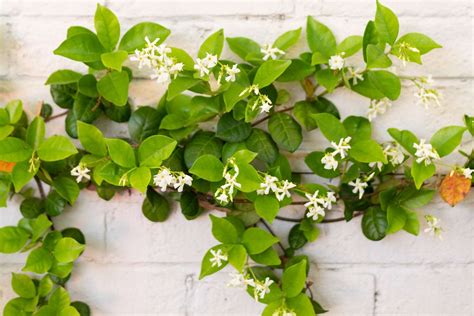 How To Grow And Care For Star Jasmine