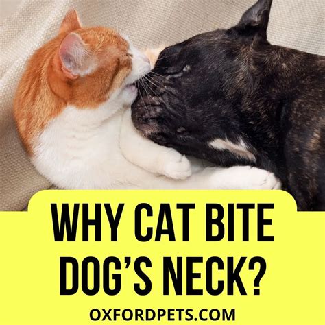 Why Does My Cat Bite My Dogs Neck 7 Reasons Oxford Pets