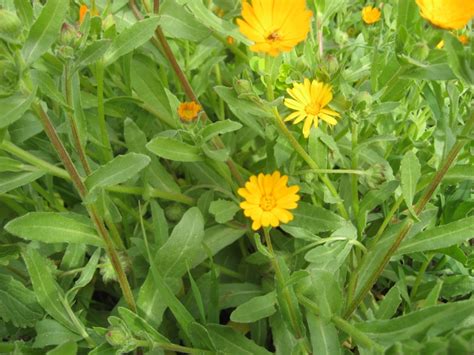 Schede simbolo di tossicità titolo e introduzione della scheda morfologia . Scheda botanica di Calendula o fiorrancio selvatico ...