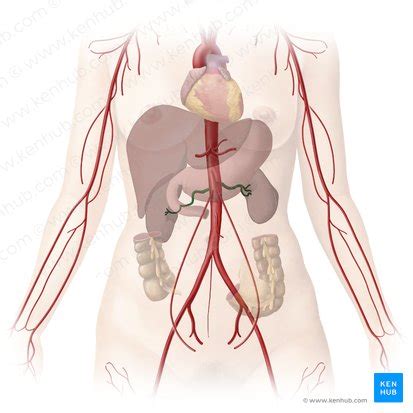 Auroch Pecado Excusa Arteria Aorta Y Sus Ramas Pdf Mando Incidente