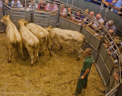 IMG 0793 Cattle Auction Michael McFall Flickr