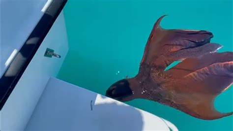 Rare And Beautiful Blanket Octopus Caught On Camera The Hill