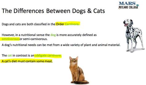 Are Dogs Carnivores Or Omnivores