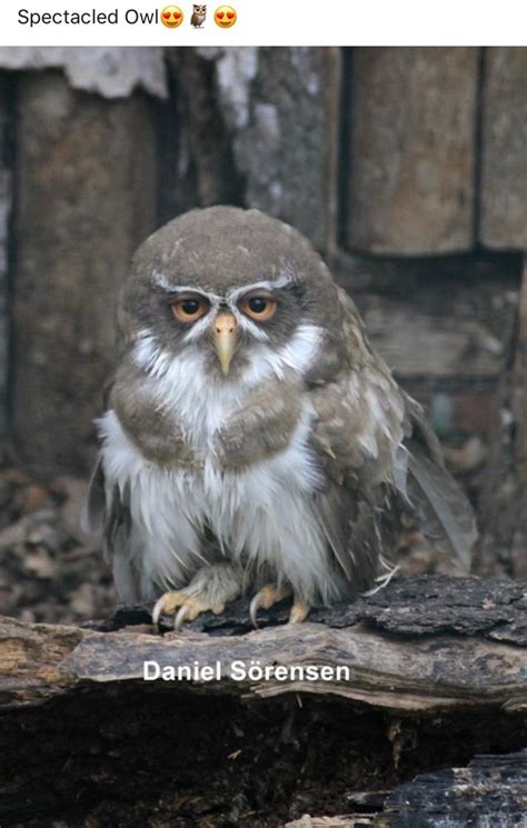 Magical Pictures Owl Photos Owl Bird Nature Animals Book Of Shadows