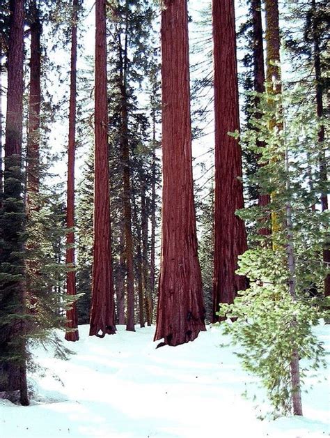 Redwoods In Snow At Yosemite National Park Winter Trees Yosemite