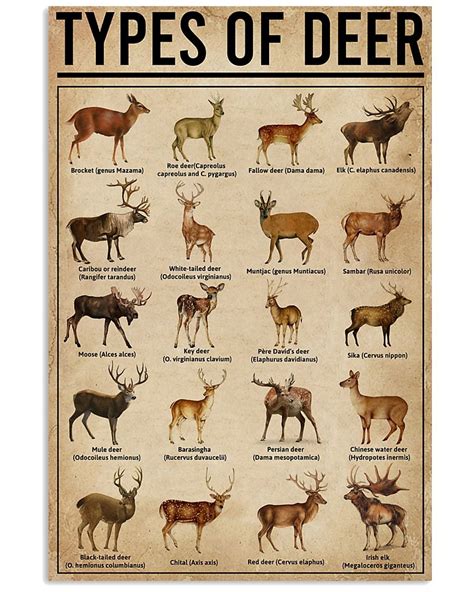 Types Of Deer Poster Shirtnation Shop Trending T Shirts Online In Us