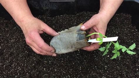 Check spelling or type a new query. Transplanting a Tomato Seedling, by Andrea - YouTube