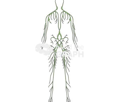 Lymphatic System Woman Mind The Graph
