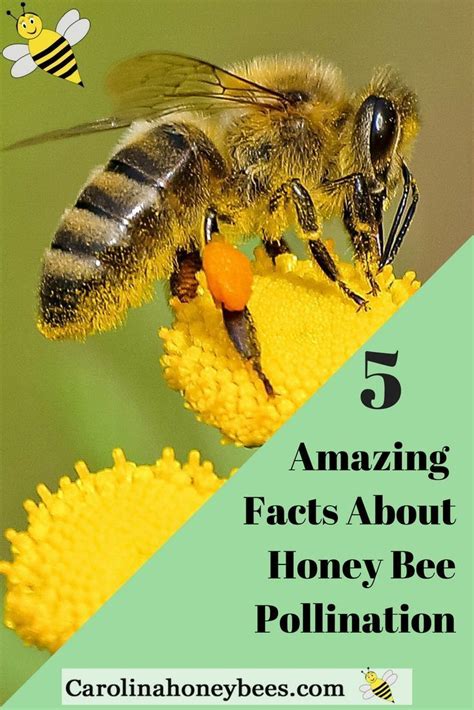 Honey Bee Pollination Facts You Need To Know 5 Amazing Facts About The