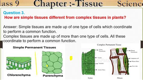 Q3 How Are Simple Tissues Different From Complex Tissues In Plants