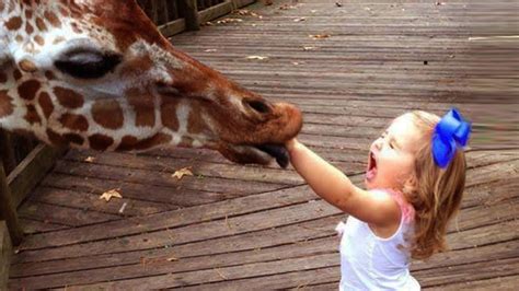 Try Not To Laugh Baby Reactions To Giraffe Funny Animal Videos