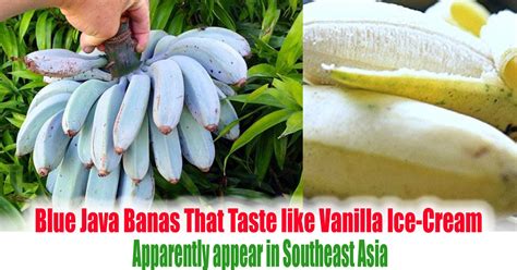 Blue Java Banas That Taste Like Vanilla Ice Cream Apparently Appear In