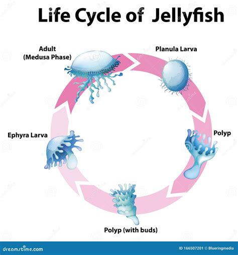 Diagram Showing Life Cycle Of Jellyfish Stock Vector Illustration Of