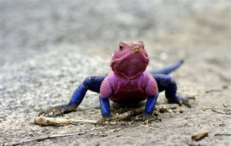 Agama Manzea Spider Man Lookalike Lizard Amazing Creatures