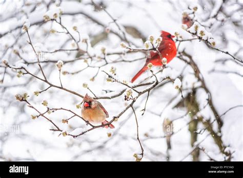Two Red Northern Cardinal Cardinalis Birds Couple Perched On Tree